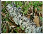 FOREST LICHEN