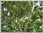 MAGNOLIA TREE