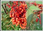 NANDINA