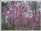 REDBUD