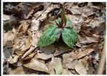 SOUTHERN TRILLIUM