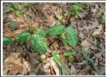 SOUTHERN TRILLIUM