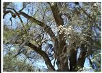 OAK WITH SPANISH MOSS