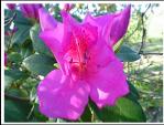 PINK AZALEA