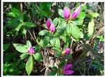 PINK AZALEA