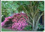 AZALEA BUSH