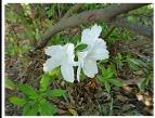 WHITE AZALEA