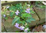 WILD VIOLET